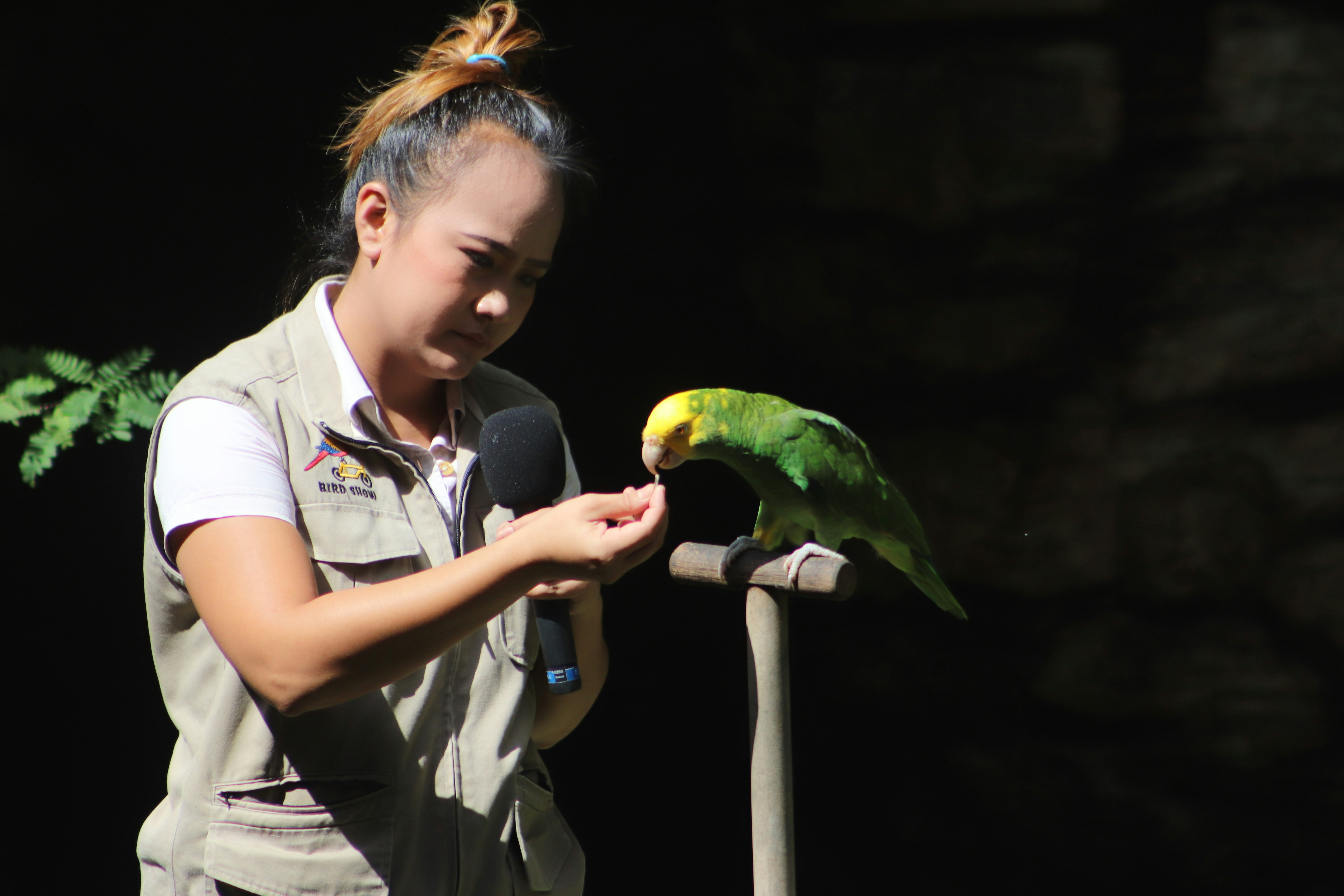Signs Your Parrot Might Not Be Getting Enough Attention