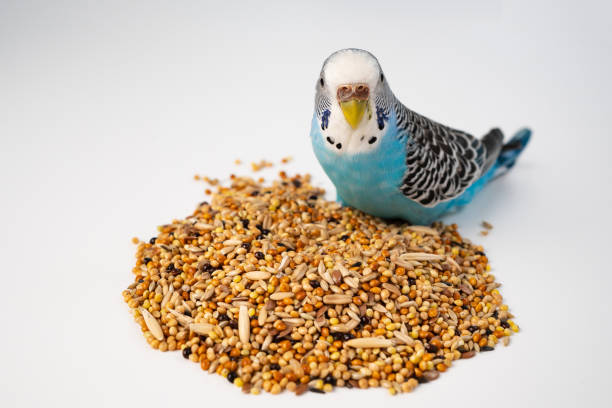 Healthy Parakeet Food: What to Look For & What to&nbsp;Avoid