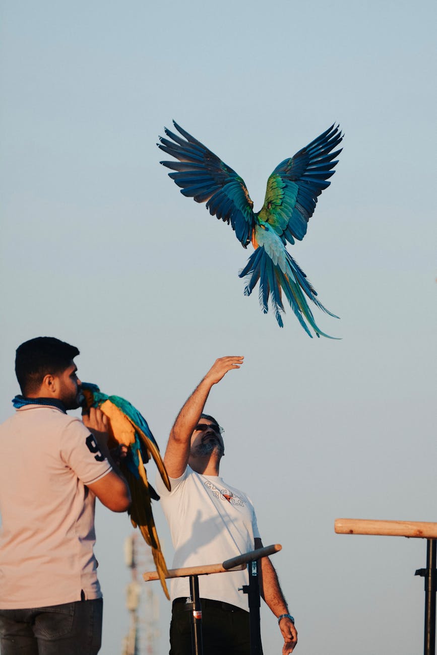 How Much Attention Does a Parrot Really Need?