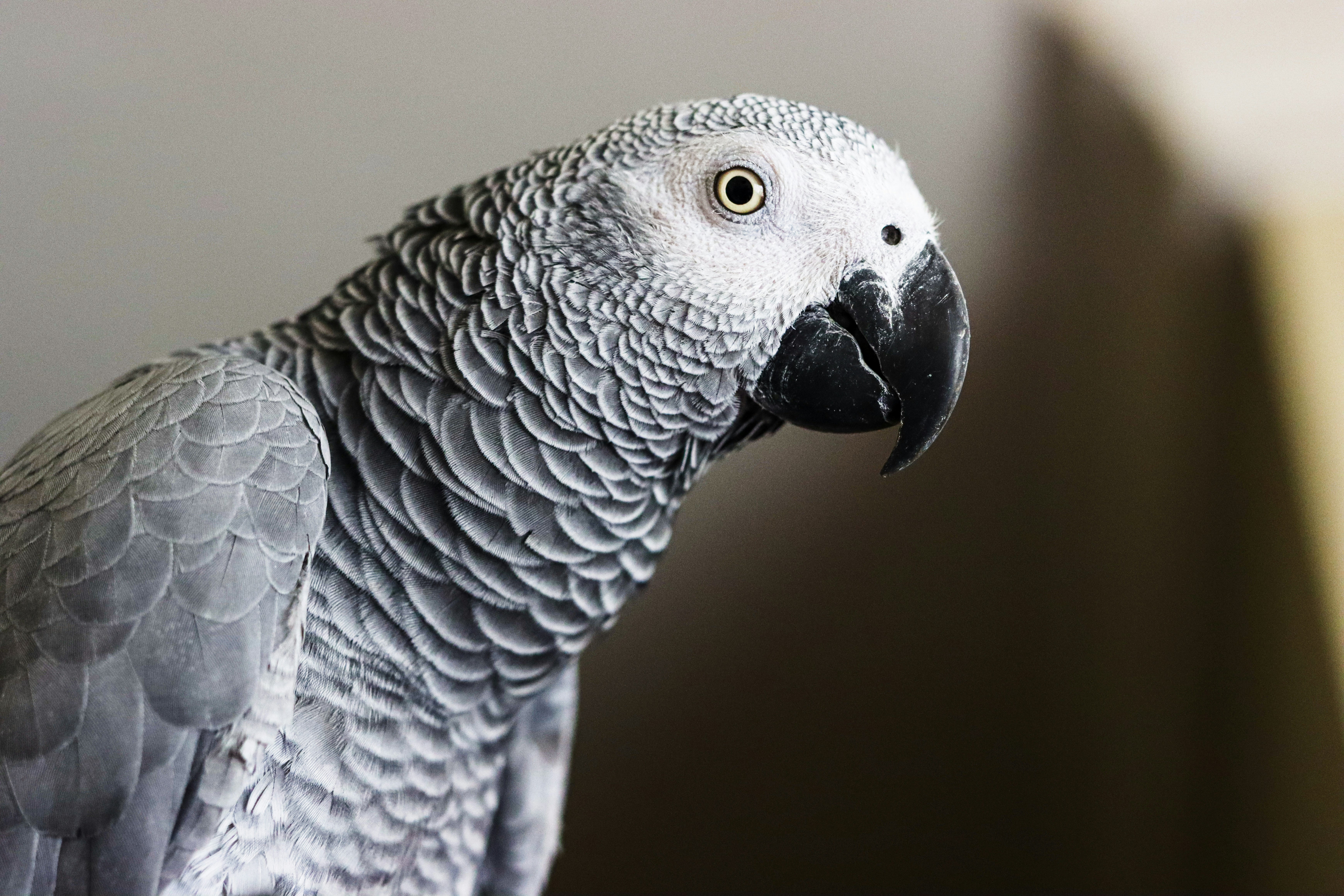Why Your Parrot’s Respiratory System Is So Sensitive (And How to Protect It)