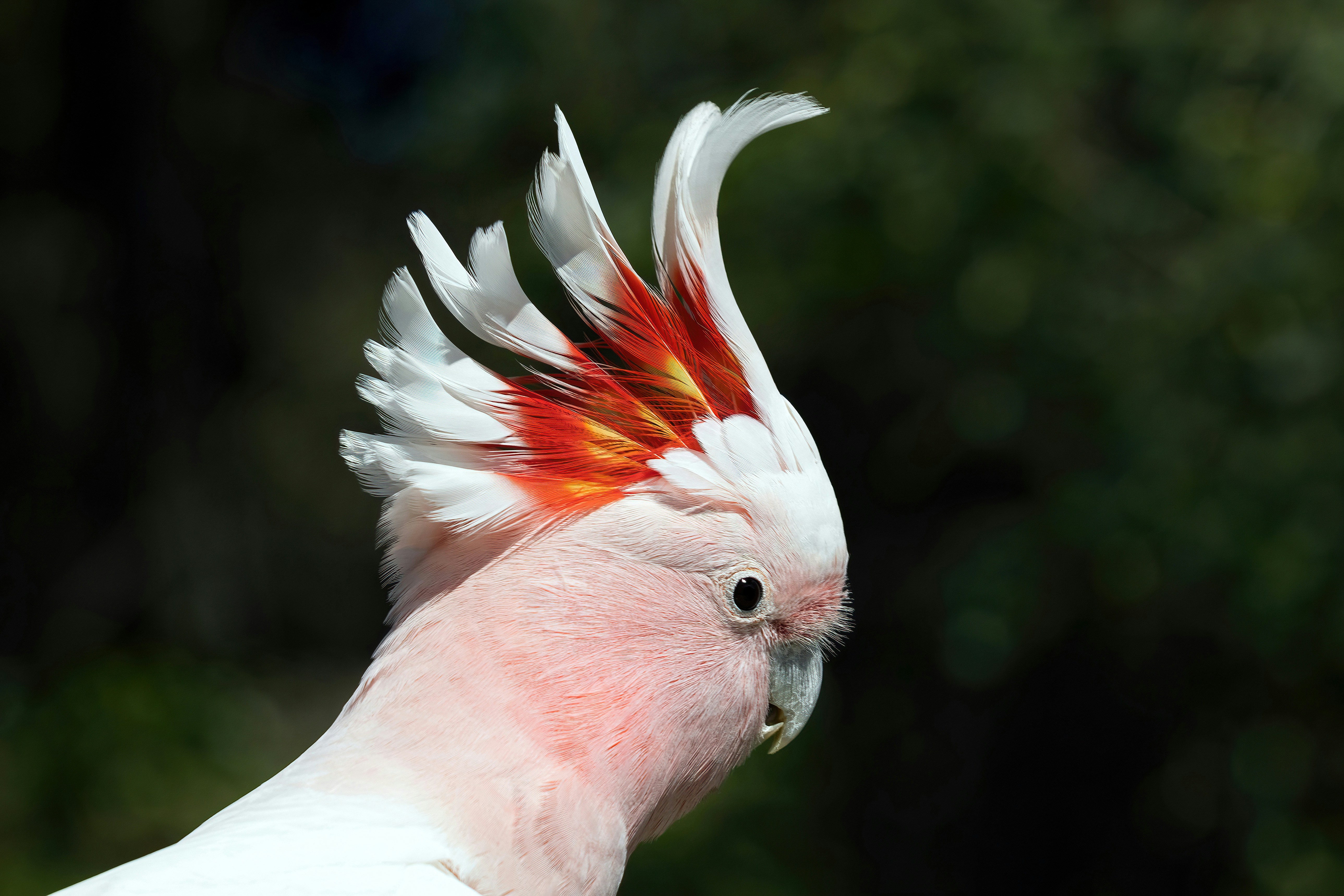 How to Read Parrot Body Language: What Your Bird Is Trying to Tell You