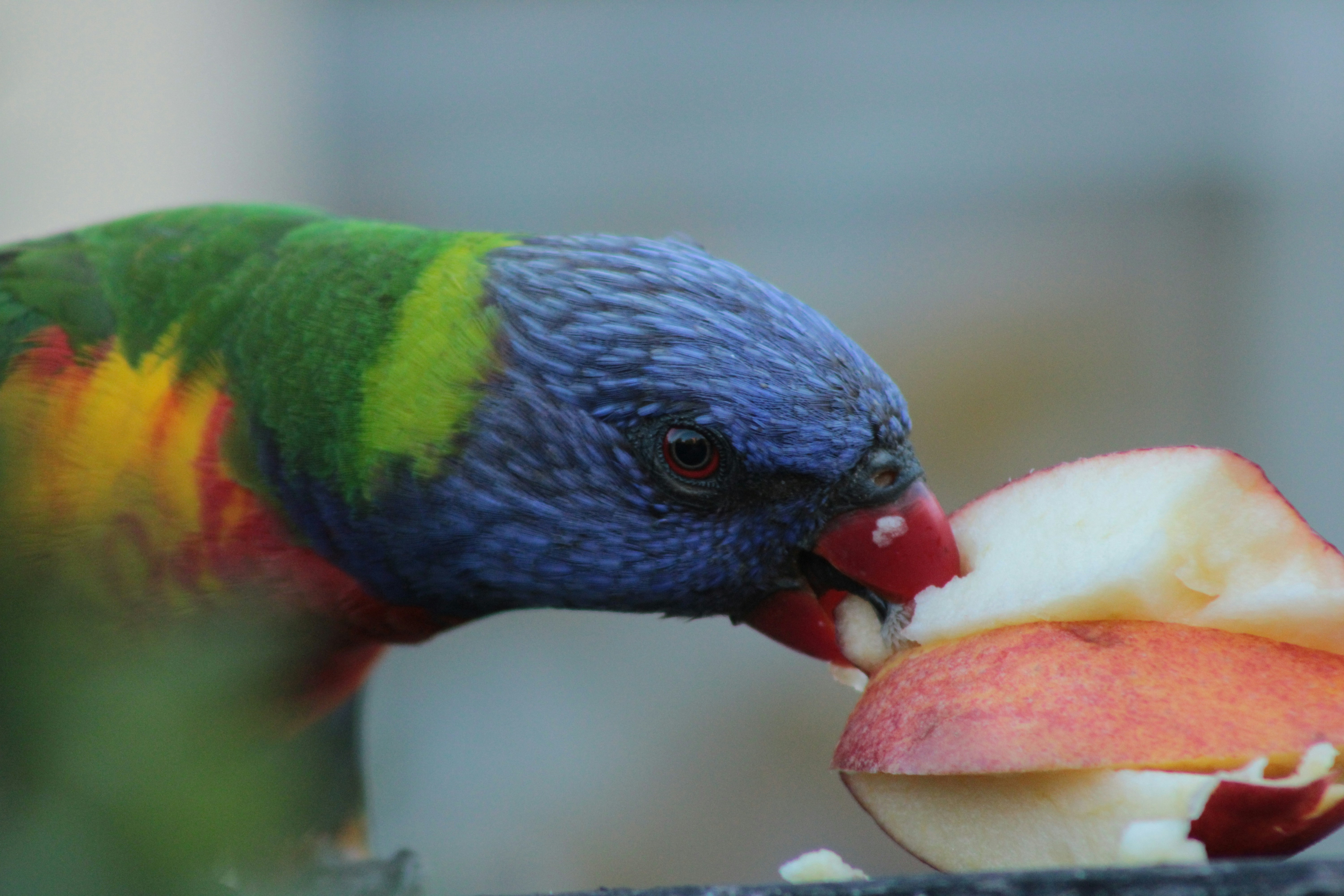 Bird Care Basics: A Beginner’s Guide to Raising a Healthy, Happy Parrot